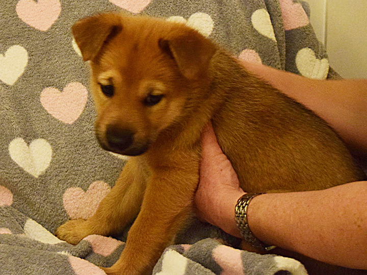 chinook puppy